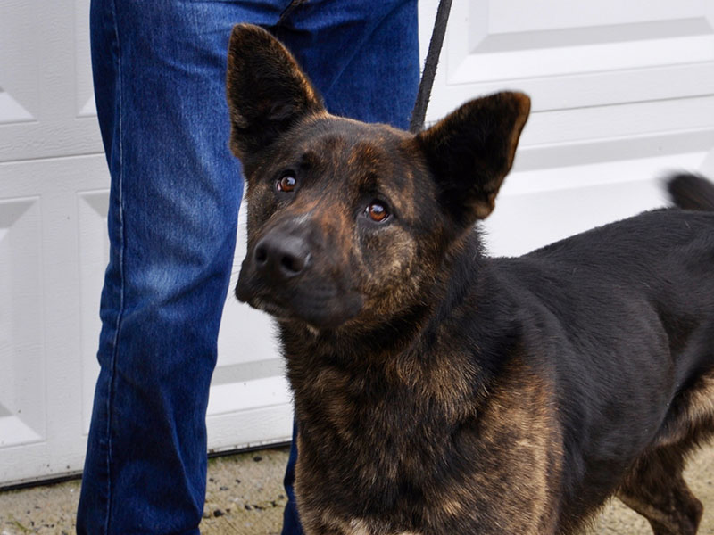 This male Shepard mix was picked up on New Hope Road in Morganton February 9 and will be staying at Animal Control until reclaimed or adopted. He has a black and brindle coat with sweet amber eyes. View him under Animal Control number 054-2020.