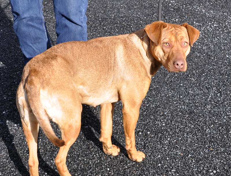 This female mix was picked up on Clay Circle in Mineral Bluff Wednesday, March 4. She will be staying at Animal Control until reclaimed or adopted. She has a honey brown coat with marigold eyes. View her under Animal Control number 091-2020.