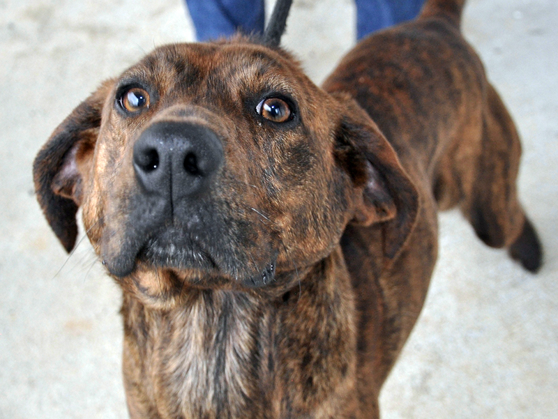 This male Plott Hound mix was picked up on Messer Street in Blue Ridge March 11 and will be staying at Animal Control until reclaimed or adopted. He has a brown and black brindled coat and milk chocolaty eyes.