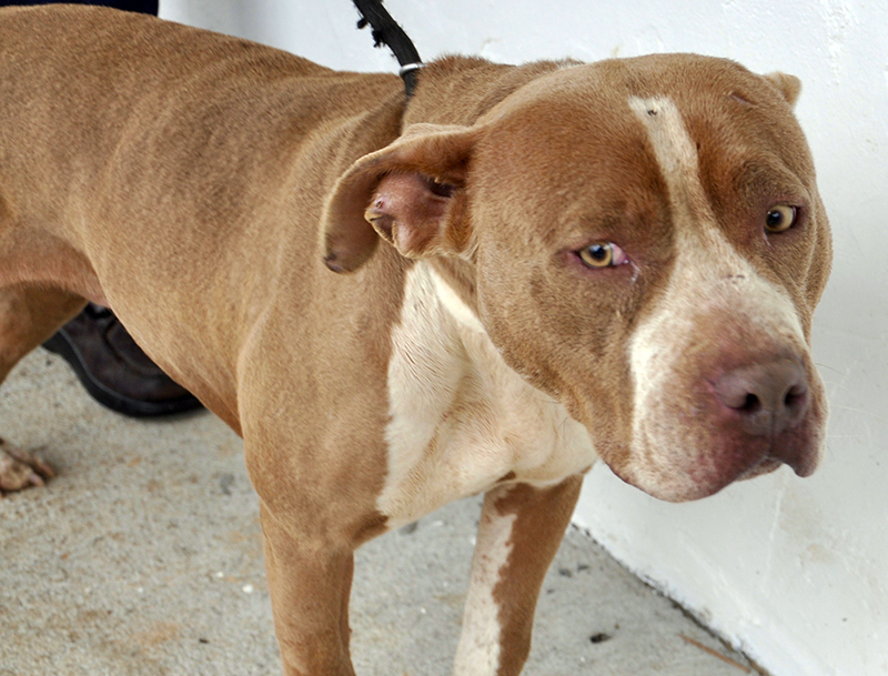 This female Pit Bulldog mix was picked up at Jacks River Camp Ground in Epworth March 4 and will be staying at Animal Control until reclaimed or adopted. She has a tan and white coat with fawn colored eyes. View this sweet girl under Animal Control number 094-20.
