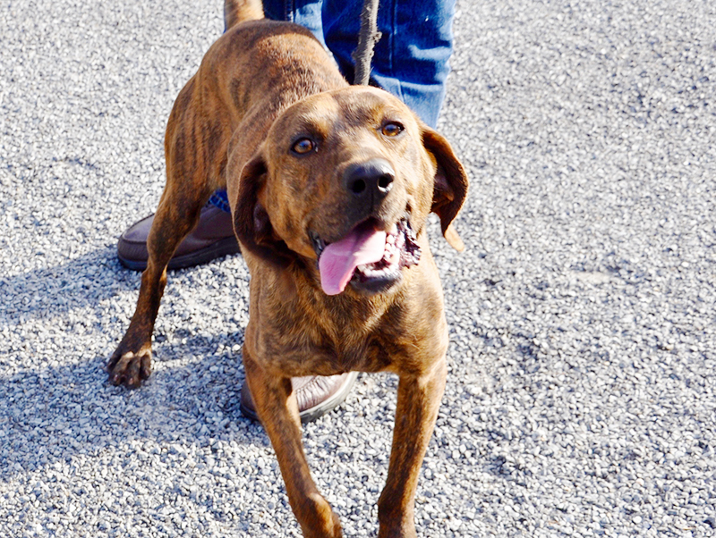 This male Plott Hound was picked up at the BP gas station in Blue Ridge March 11 and will be staying at Animal Control until reclaimed or adopted. He has a chocolate brindle coat with sweet tea colored eyes. View him under Animal Control number 097-20.
