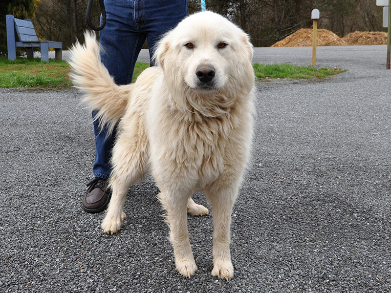 This female Great Pyrenees was picked up on Ada Street in Blue Ridge Wednesday, February 26 and will be staying at Animal Control until reclaimed or adopted. This beautiful girl has a fluffy, white coat with deep cocoa bean eyes. View this sweet girl under Animal Control number 088-2020.