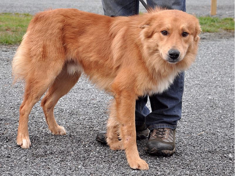 This male Collie mix was picked up on Cutcane Road in Mineral Bluff February 22 and will be staying at Animal Control until reclaimed or adopted. This guy has a long, red coat and dark coffee bean eyes. View him under Animal Control number 075-2020.