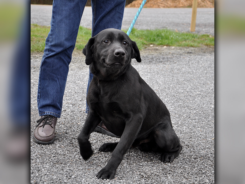 This male Black Lab mix was dropped off February 21 and will be staying at Animal Control until reclaimed or adopted. This cute guy has a short, solid black coat with eyes to match the color. Do notice his adorable little smile. View him under Animal Control number 070-2020.