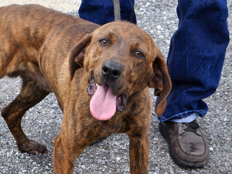 This male Plott Hound, who volunteers have named Bosco, was picked up on Messer Street in Blue Ridge March 11. This boy will be staying at Animal Control until reclaimed or adopted. He has a brown, brindle coat with sweet tea colored eyes. View him under Animal Control number 097-20.