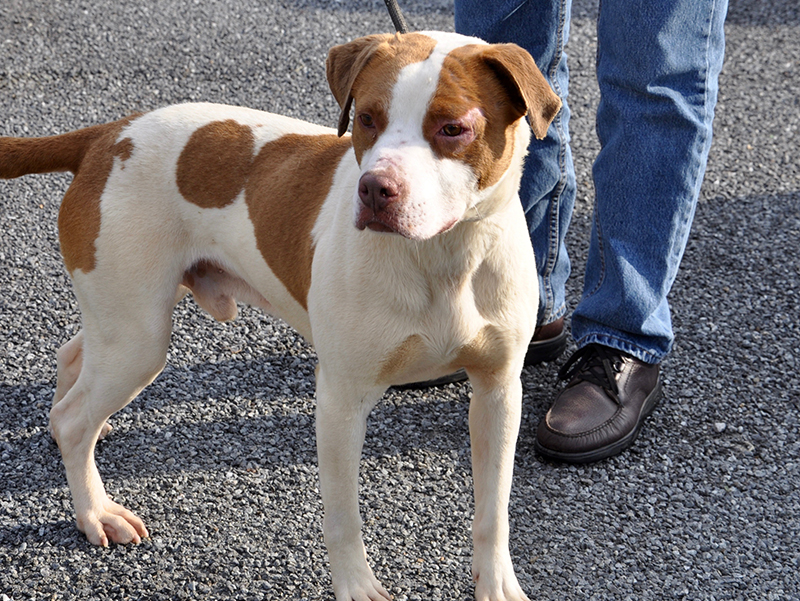 This female Bulldog mix, who volunteers have named Charlie, was picked up on Jack’s River in Epworth March 4. She will be staying at Animal Control until reclaimed or adopted. This girl has a white coat with orange spots and marigold eyes. View her under Animal Control number 093-20.