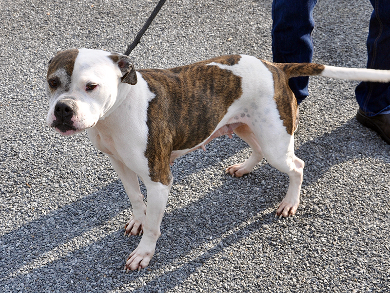 This female Boxer mix, who volunteers call Allie, was an owner surrender and will be staying at Animal Control until adopted. She has a white coat with brown, brindle patches and dark chocolaty eyes. View her under Animal Control number 092-20.