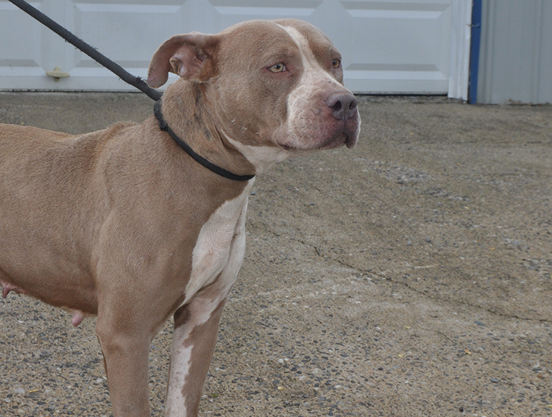 This medium sized female mix was taken in on March 3. She has a short tannish coat and is very friendly. She was picked up on Clay Circle in Morganton and will be staying at Animal Control until adopted. View this sweet girl under Animal Control number 91-20.