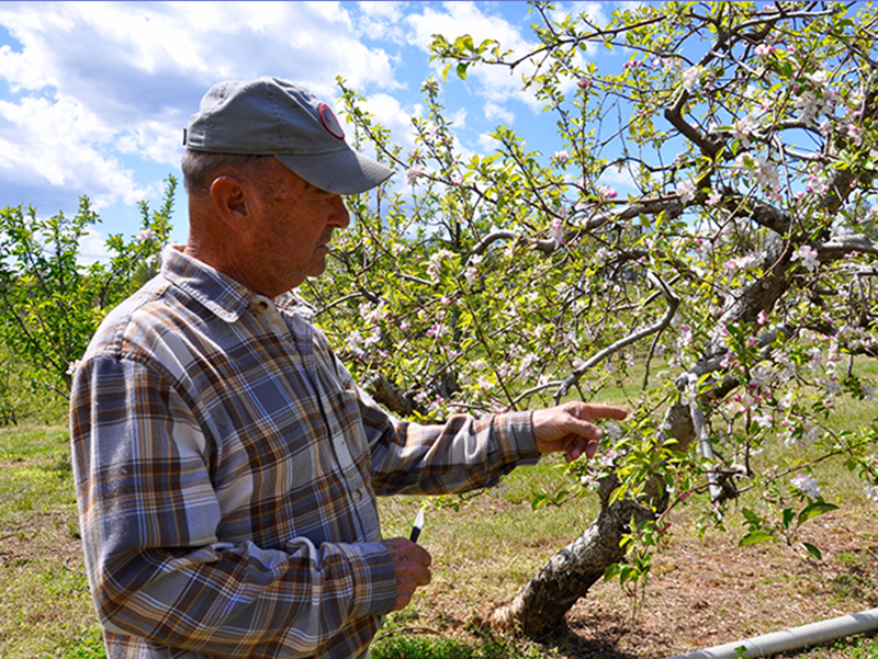 Joe Dickey, founder of Mountain View Orchards, checks a bud on a Detroit Red apple tree, demonstrating how he determines if it has frost damage.
