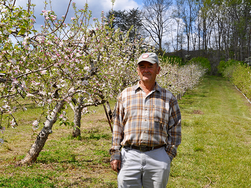 Joe Dickey, founder of Mountain View Orchards, stands amongst the hundreds of apple trees in his grove.
