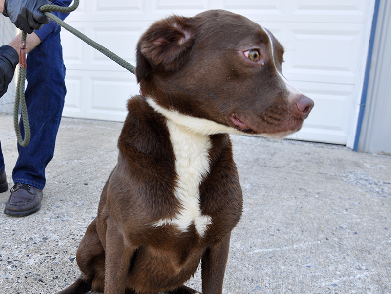 This female Lab mix was brought in April 15 as an owner surrender and will stay at Animal Control until adopted. She has a long, chocolaty coat with a white patch extending from her bottom lip to chest. View her under Animal Control number 126-20.