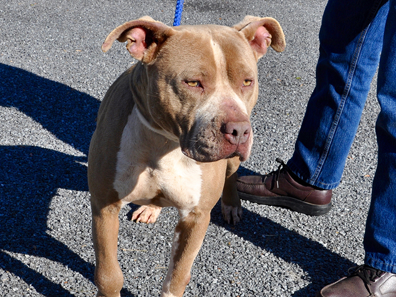 This female Bulldog mix was picked up around Jack’s River March 4 and will stay at Animal Control until reclaimed or adopted. She has a tan and white coat with gorgeous tan eyes and a cute, red nose. View her under Animal Control number 093-20.