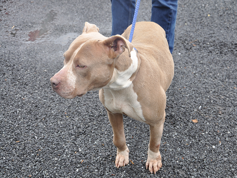 This female Bulldog mix, who volunteers have named Delilah, was found around Jack’s River in Epworth March 4. Still will remain at Animal Control until reclaimed or adopted. This girl has a dusty brown coat with marigold eyes. She is very well mannered and laid-back. View her under intake number 093-20.