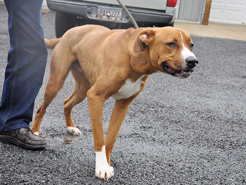 This male Boxer mix, who volunteers have named Parker, was an owner surrender, brought in February 13. He will stay at Animal Control until adopted. He has an orange and white coat with sweet tea colored eyes. This feller is full of spunk! View him using intake number 061-20.