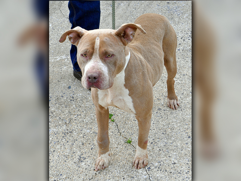 This female Pit Bulldog mix, who volunteers have named Delilah, was picked up on Jack’s River in Epworth March 4 and will remain at Animal Control until reclaimed or adopted. Delilah likes to be pet and is always very calm. View her under Animal Control number 094-20.