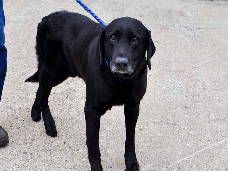This male Black Lab is an owner surrender. He will remain at Animal Control until adopted. He has a shiny, short black coat with dark coffee bean colored eyes. This boy is very well mannered. View him using intake number 136-20.