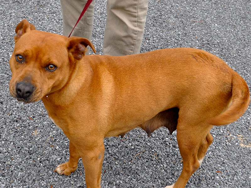 This female mix was picked up in McCaysville Thursday, May 21 and will be staying at Animal Control until reclaimed or adopted. She has a short, red coat with amber eyes. This girl is very calm and sweet. View her using intake number 145-20.