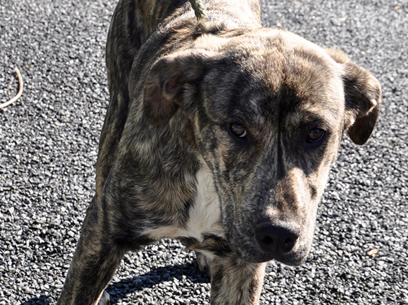 This male mix was found on Cutcane Road in Mineral Bluff April 29 and will be staying at Animal Control until reclaimed or adopted. This handsome feller sports a marbled coat and dark coffee bean colored eyes. View this sweet boy under Animal Control number 135-20.