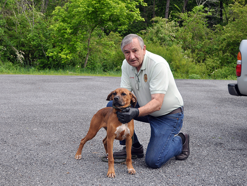 Fannin County Animal Control officer J.R. Cornett shows off this female Beagle Hound mix. She was found in Blue Ridge and will be staying with animal control until adopted. View this beautiful girl under Animal Control number 152-20.