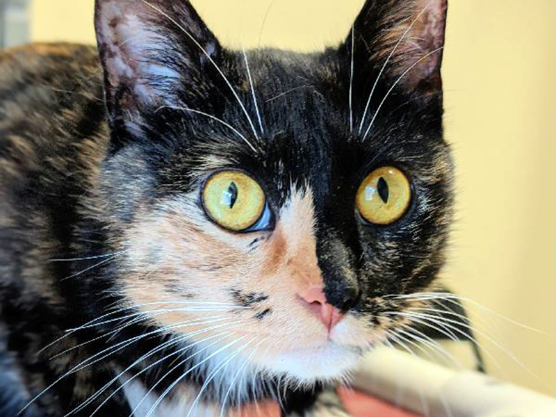 The Humane Society of Blue Ridge cat of the week is Tess. She is a 10-month-old tortoiseshell beauty who has very soft fur. Tess is quiet and has a soft meow. She loves people and is happy to receive affection. Learn more or schedule a visit by calling the adoption center at 706-632-4357.
