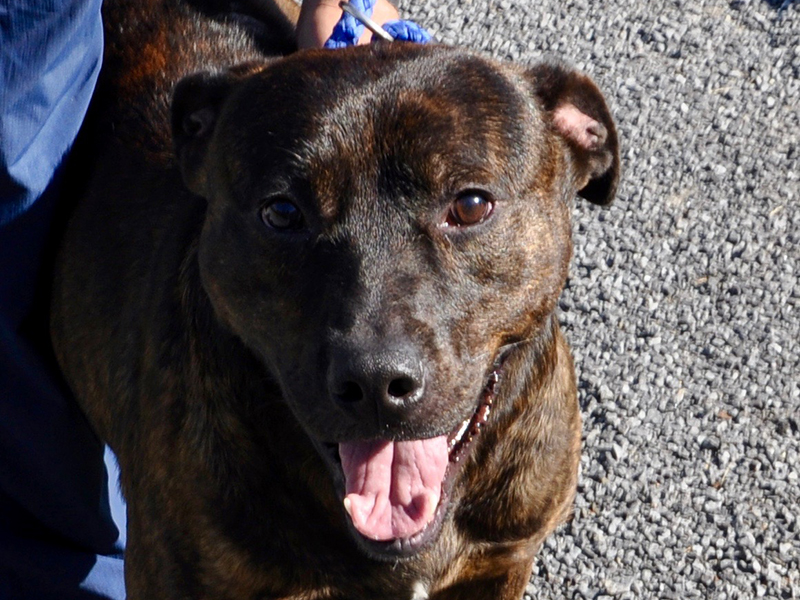 This male mix is an owner surrender, and he is available for adoption. This ball of energy has a short-haired, chocolate brindle coat with tea colored eyes. View this boy using intake number 177-20.