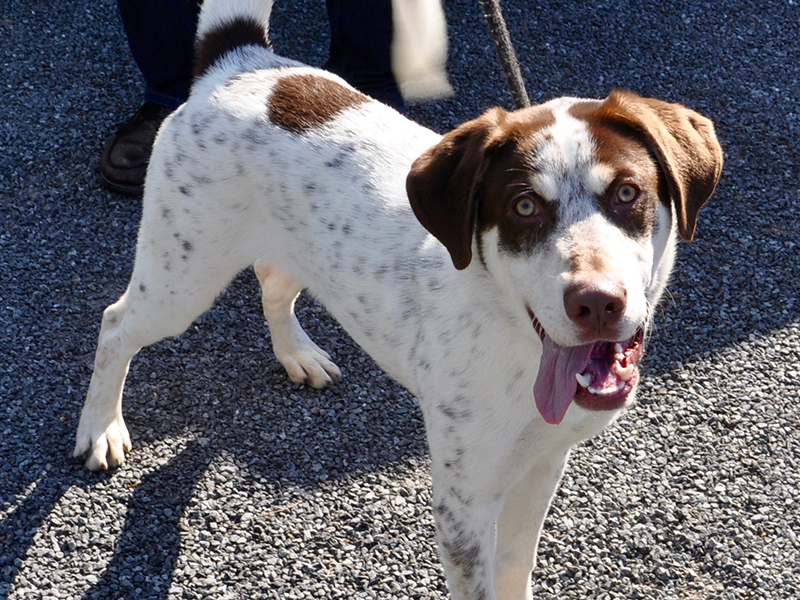 This male Brittany was found around the old Solid Rock Motel off Blue Ridge Drive June 1. He is available for adoption unless reclaimed. He has a soft white coat with chocolate spots and tan colored eyes. He is very well behaved and may be viewed using intake number 161-20.