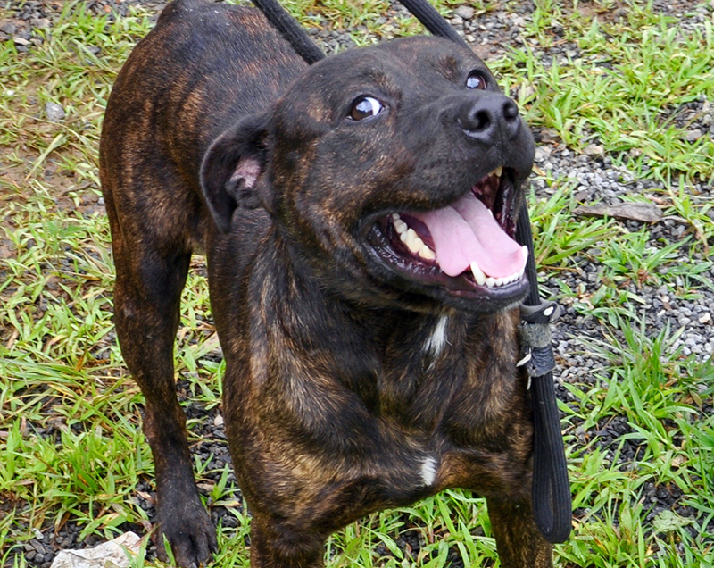 This chocolate brindle mix, Grunt, is an owner surrender and will remain at Animal Control until adopted. He’s got a strong bark, but don’t let that intimidate you. This guy loves attention and seems to do well around other dogs. View him using intake number 171-20.