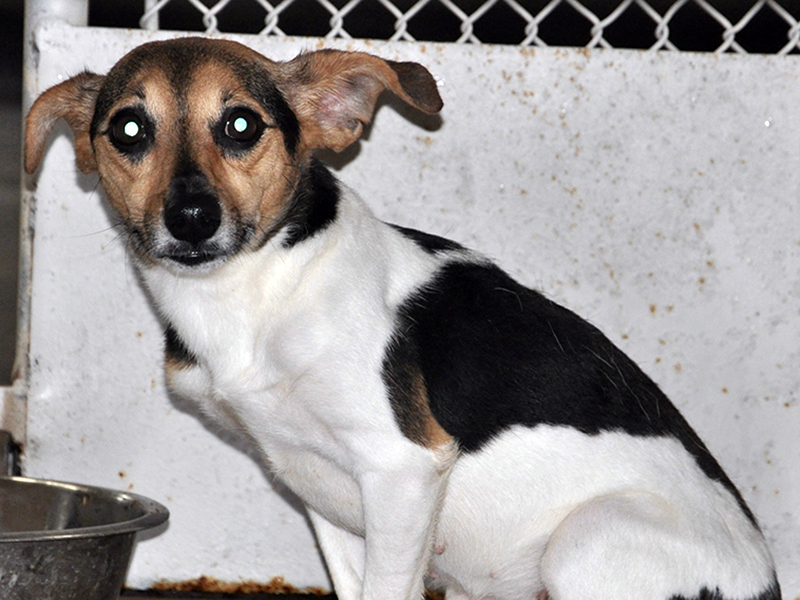 This male Jack Russell Terrier was picked up off Highway 2 in Epworth June 25 and will stay at Animal Control until reclaimed or adopted. He has a white coat with black and brown patches. View this little guy using intake number 185-20.