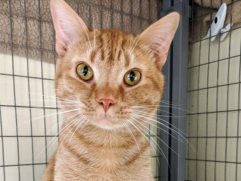 The Humane Society of Blue Ridge cat of the week is Ford. He is 2 years old and has a beautiful, soft orange coat. He adores people and enjoys getting his tummy rubbed. Ford is neutered, microchipped and current on his vaccinations. Contact the Adoption Center at 706-632-4357 to schedule a visit.