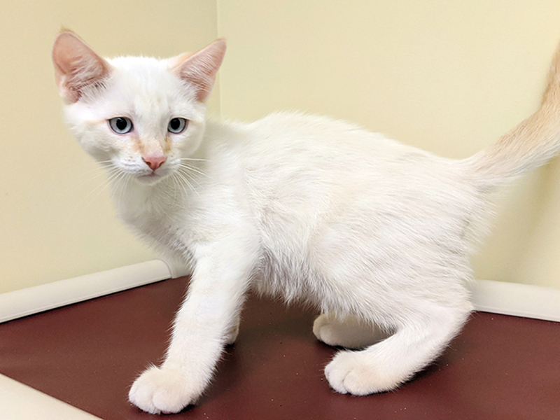 The Humane Society of Blue Ridge cat of the week is Zazu. He is an adorable four-month-old Flame Point Siamese mix who loves to talk. He is very energetic and quite loving. Zazu is neutered, microchipped and current on his vaccinations. More information is available by contacting the Adoption Center at 706-632-4357.