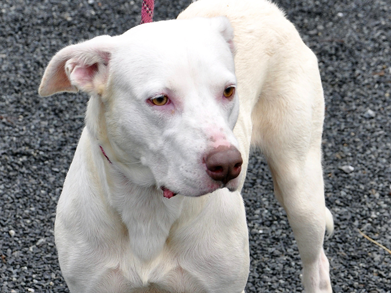 This female White Labrador Retriever was found in Epworth June 17. She will stay at Animal Control until adopted. This girl is very calm and sweet. She has a short, snow white coat with marigold colored eyes. View her using intake number 170-20.