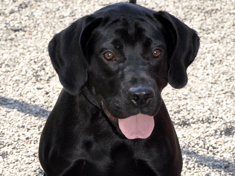 This male Lab mix, named Waylon by volunteers, was picked up on Sun Valley Drive in Mineral Bluff July 7 and will stay at Animal Control until adopted. He has a glistening solid black coat with amber colored eyes. This guy would make a great hiking partner! View him using intake number 193-20.
