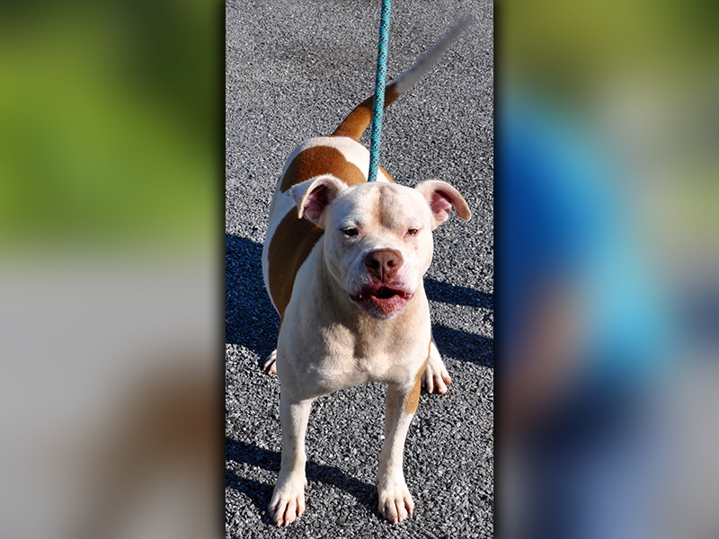 This male Bulldog mix was found on Loving Road in Morganton July 1 and will stay at Animal Control until reclaimed or adopted. He has a white coat with orange spots and a cute, red nose. He would do best as the only pet. View him using Animal Control number 188-20.
