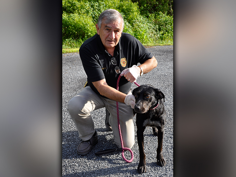 This female mix, found on Skeenah Gap Road in Morganton July 21, will be staying at Animal Control until reclaimed or adopted. She is very calm and has a short, black coat. View her using intake number 210-20. She is shown with Animal Control Officer J.R. Cornett.