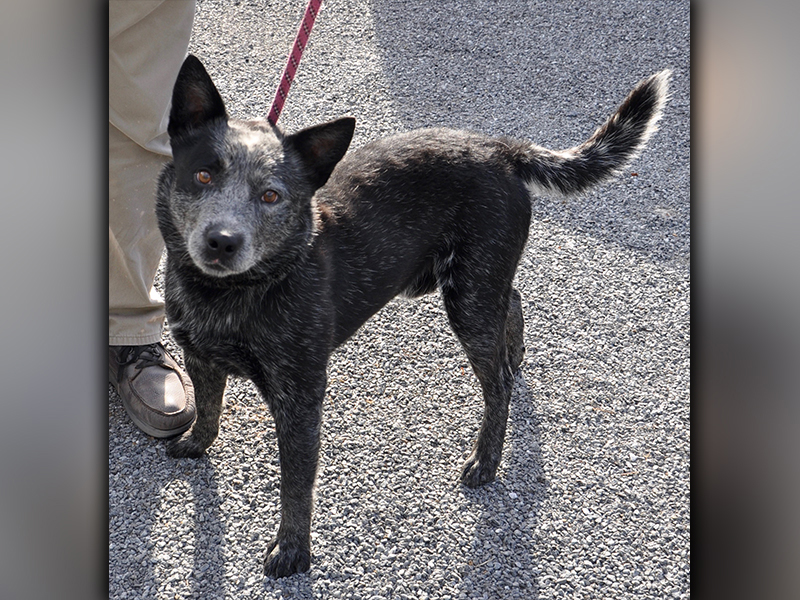 This male Blue Heeler, found on Ash Loop in Blue Ridge July 17, will be staying at Animal Control until reclaimed or adopted. Volunteers have named this guy Spider. This feller seems to be older. He has a salt and pepper coat. View him using intake number 204-20.