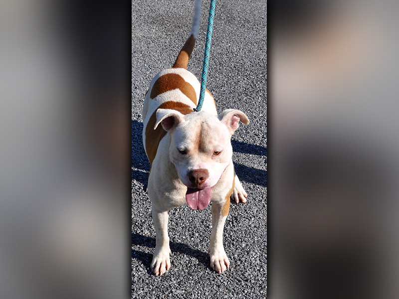 This male mix was picked up on Loving Road in Morganton July 1 and will be staying at Animal Control until reclaimed or adopted. He has a short, white coat with orange spots. View him using intake number 188-20.