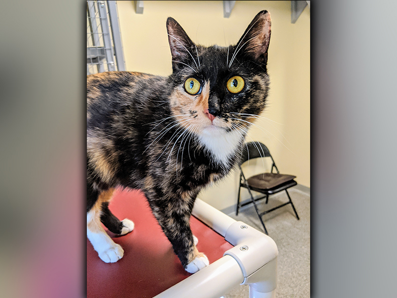 The Humane Society of Blue Ridge cat of the week is Tess. She is an 11-month-old beauty with a super sweet demeanor and oodles of confidence. She will win you over with her soft meow. Tess is spayed, microchipped and current on her vaccinations. Call the Adoption Center at 706-632-4357 for more information about Tess.