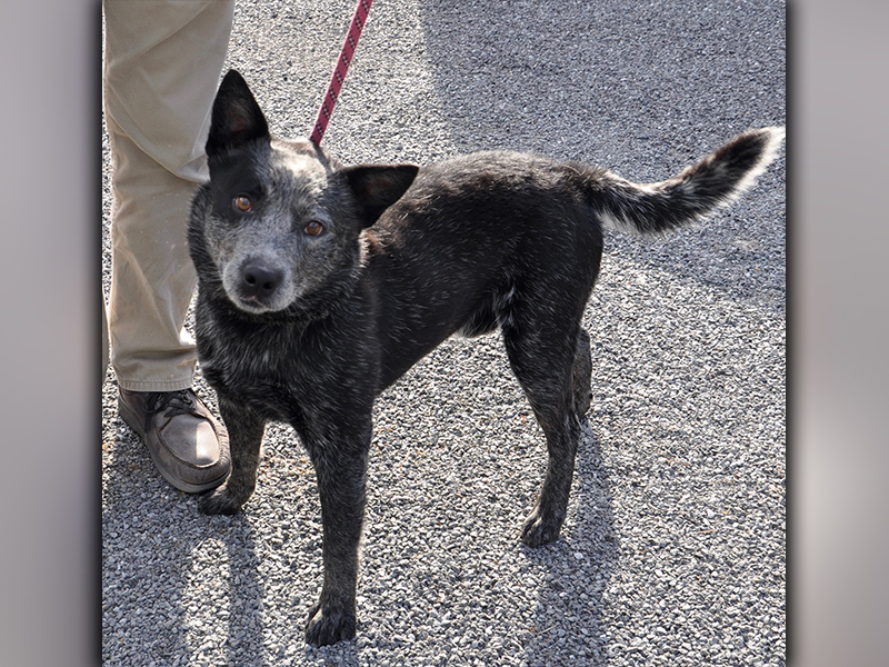 This male Blue Heeler was picked up on Ash Loop in Blue Ridge July 17 and is staying at Animal Control until adopted. He has a salt and pepper coat with amber colored eyes. He’s ready for a life on a farm! View him using intake number 204-20.