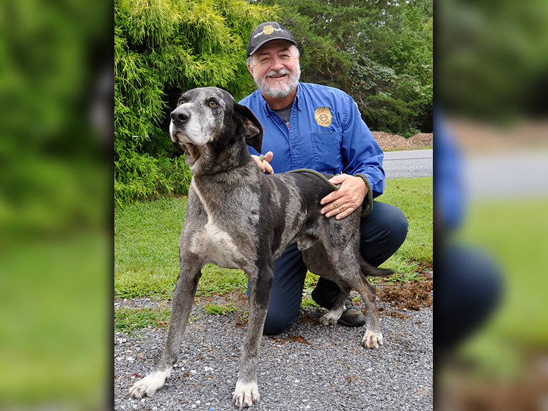 This Leopard Cur, Great Dane mix was found on Windy Valley Lane in Blue Ridge August 8. He has a salt and pepper coat with black and white patches. He has stunning golden eyes as well. View this guy using intake number 224-20. He is shown with Animal Control Manager John Drullinger.