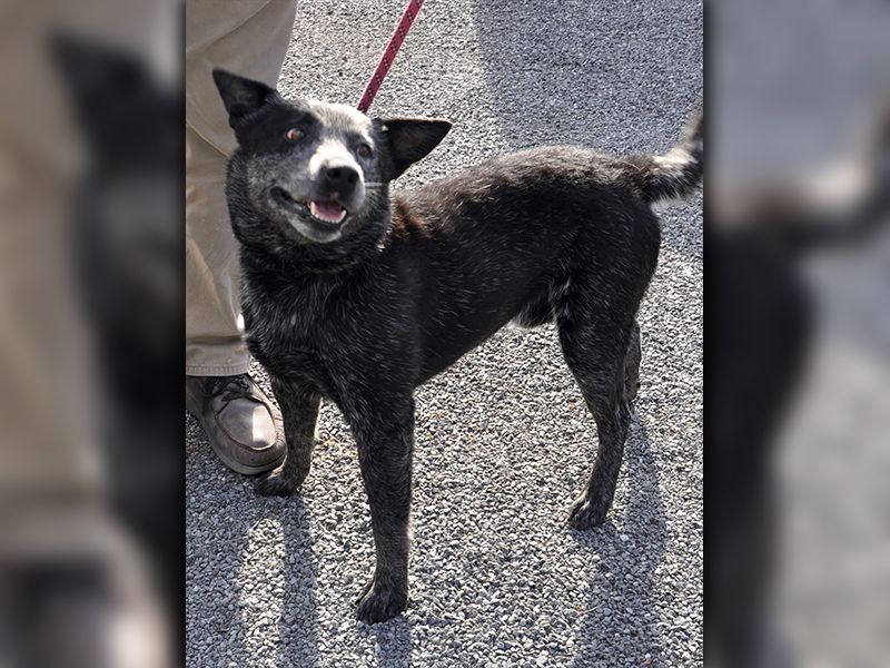 This Blue Heeler was picked up on Ash Loop in Blue Ridge July 17. He is medium in size and has a dark salt and pepper coat with contrasting brown eyes. He is a fun guy. View him using intake number 204-20.