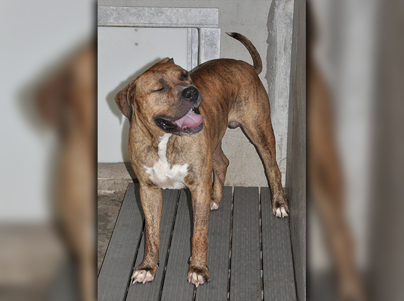 This Bull Mastiff was picked up in Blue Ridge July 10. He is very large and intimidating but doesn’t seem to be mean upon the first encounter. He has a golden brown brindled coat. View him using intake number 198-20.