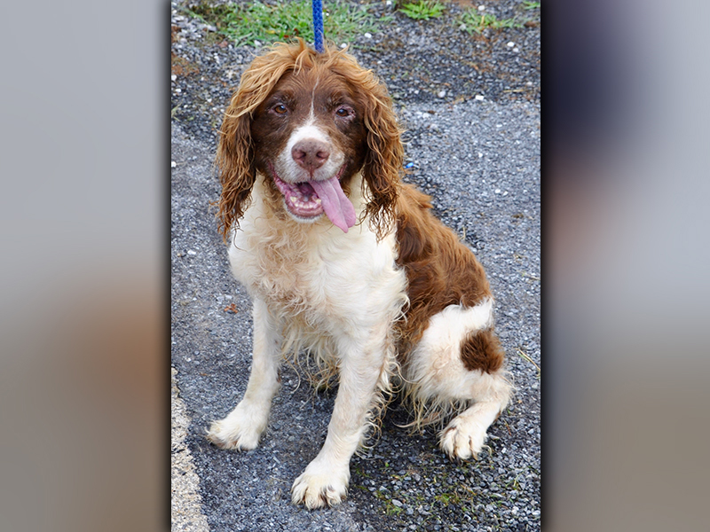 This male Spaniel is an owner surrender. He will be staying at Animal Control until adopted. He has long, wavy hair that is brown and white. This boy needs some love. View him using intake number 213-20.