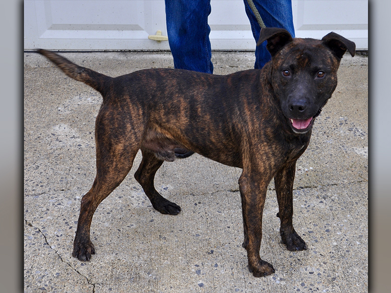 This male mix was picked up on Murphy Highway in Mineral Bluff July 7. He will remain at Animal Control until reclaimed or adopted. He has a short, black brindle coat. View him using intake number 195-20.