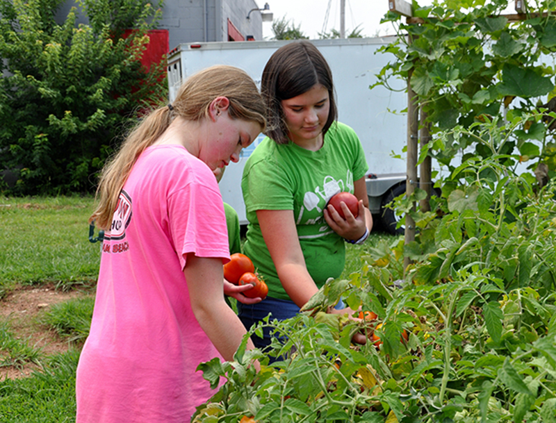 RIGHT: Camryn Dockery, left, and Raegan Farner pick some ripe heirloom tomatoes from their garden at Copper Basin Elementary.