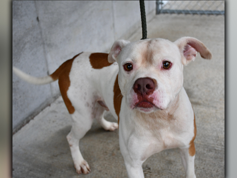 This male Bull mix was picked up on Farm Road in Morganton July 1 and is staying at Fannin County Animal Control until reclaimed or adopted. This sweet boy is a little shy, but will open up with a little love. His short coat is a beautiful white with patches of red. View this loving pup under Animal Control number 188-20.
