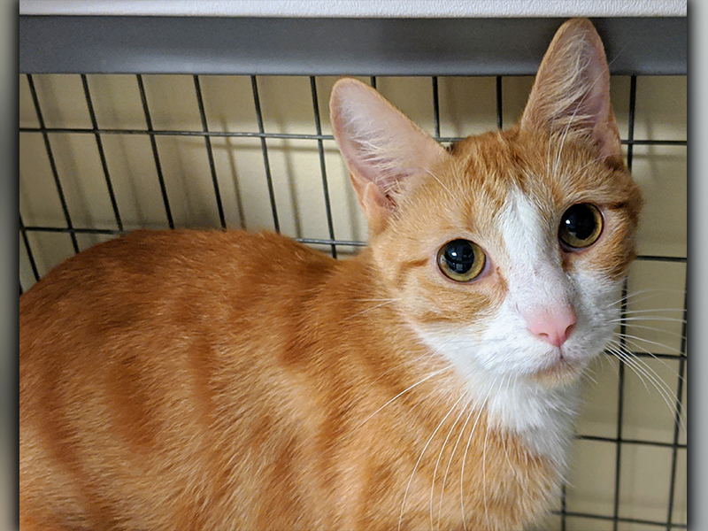 The Humane Society of Blue Ridge cat of the week is Hope. She is a one-year-old orange and white beauty who loves to talk to people, is fun loving and plays with anything that moves. She is spayed, microchipped and current on her vaccinations. More information is available by calling the Adoption Center at 706-632-4357.