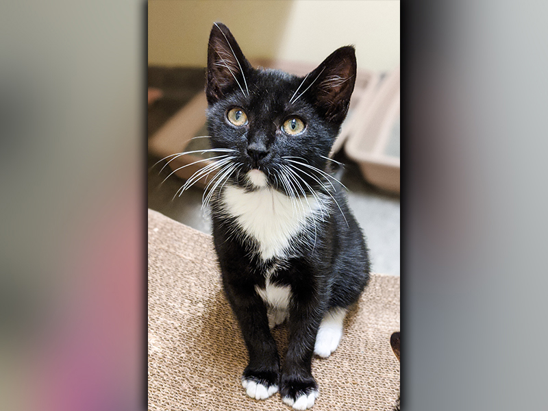 The Humane Society of Blue Ridge cat of the week is Lew. He is a four-month-old tuxedo cat who is all dressed up and ready to go! Lew is very friendly, playful and gets along well with other cats. He is neutered, microchipped and current on his rabies vaccination. Contact the Adoption Center at 706-632-4357 for more information about this handsome charmer.