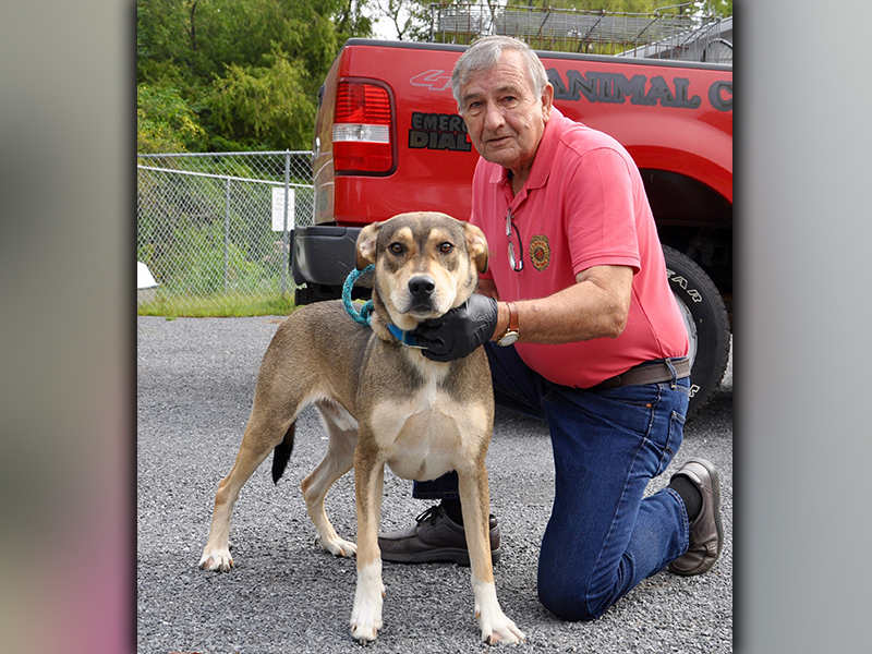 This male mix is an owner surrender. He was brought in September 9. He has a light, sable coat. This feller is very friendly and strong. View him using intake number 256-20. He is shown with Animal Control officer J.R. Cornett.