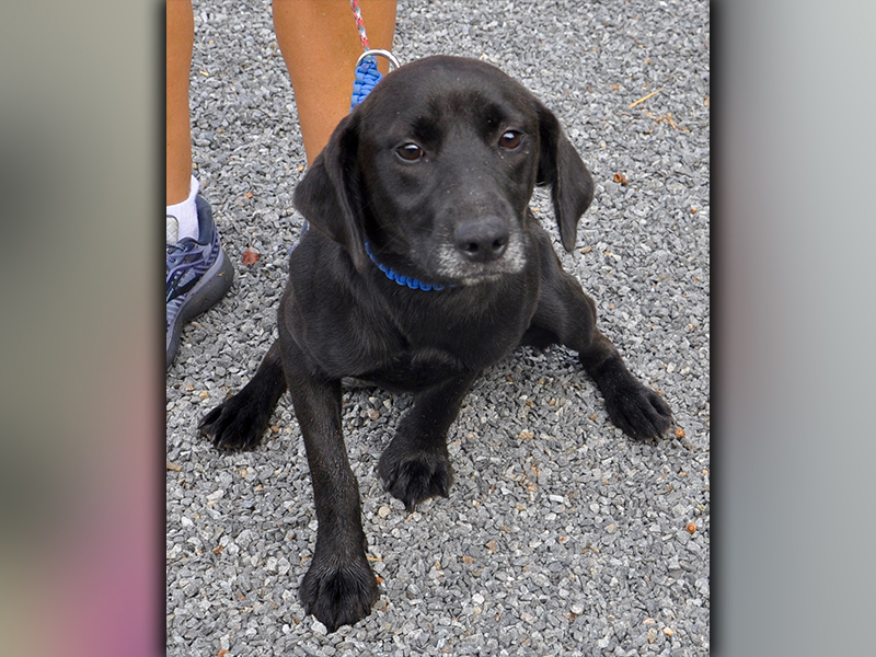 This sweet pup is a female Lab mix. She was picked up on Hells Hollow Road in Blue Ridge September 4. She has a glistening black coat with a white mustache and goatee. View her using intake number 250-20.
