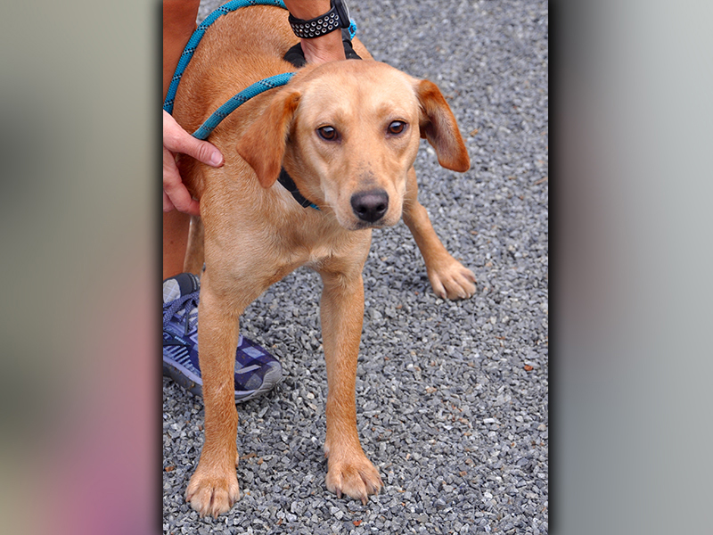 This cutie is a female Lab mix. She was picked up on Hells Hollow Road in Blue Ridge September 4. She has a short, orange coat with almond eyes. View her using intake number 249-20.